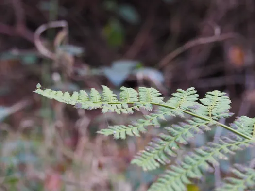 Provinciaal Domein Lippensgoed-Bulskampveld (België)